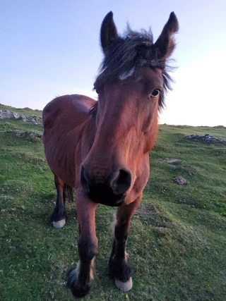 Aire zabaleko ikerketa arkeologikoak Izarraitzen: bisita polita aztarnategian