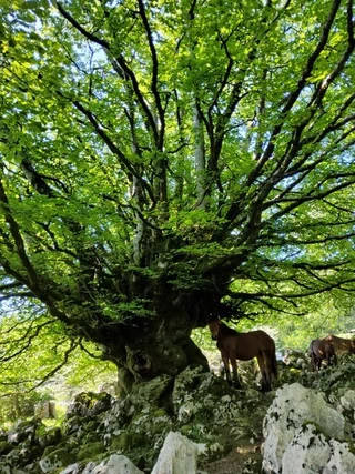 Aire libreko ikerketa arkeologikoak
