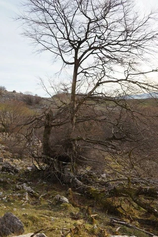 Aire libreko ikerketa arkeologikoak