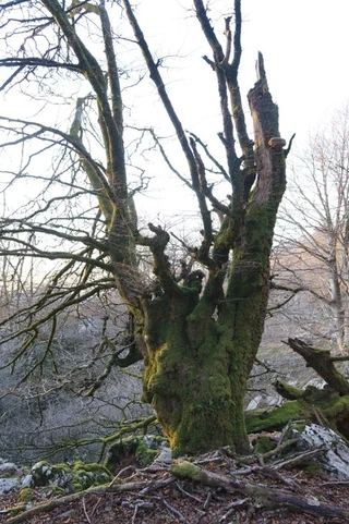 Aire libreko ikerketa arkeologikoak