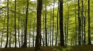 Aire libreko ikerketa arkeologikoak