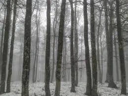 Aire libreko ikerketa arkeologikoak