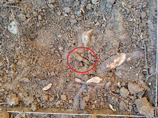 Aire zabaleko ikerketa arkeologikoak Izarraitzen: gure arbasoen pausoak aztertzen