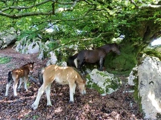 Aspaldiko partez taldeko irteera mendira