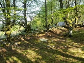 Asurtzu 2021 proiektua