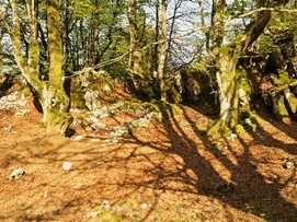 Asurtzu 2021 proiektua