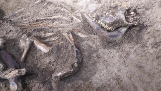 Asurtzu-Erlo-Azpeitia