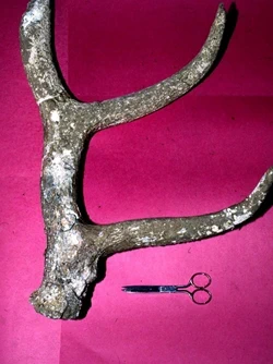 Zestoako Baio kobazuloa