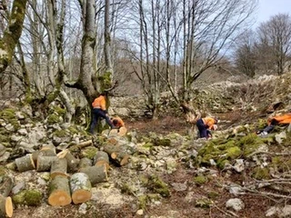 Elurtean jausitako zuhaitzak kenduta, Asurtzuko aztarnategia garbi
