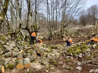 Elurtean jausitako zuhaitzak kenduta, Asurtzuko aztarnategia garbi