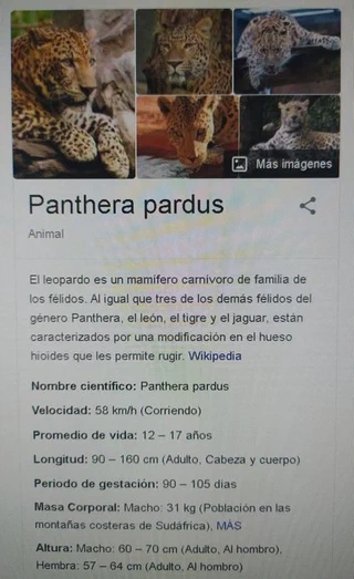 Gordailua