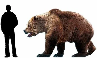 Ursus Spelaeus