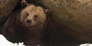 Ursus Spelaeus