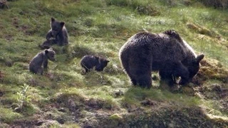 Ursus Spelaeus