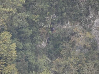 Amalda III kobazuloa