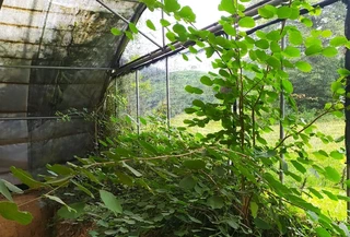 Mantentze lanak auzolanean Zestoako Irikaitz aztarnategian