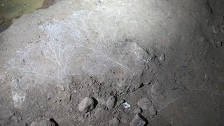 ‘Micelio Fungico’-a