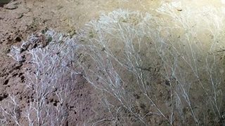 ‘Micelio Fungico’-a