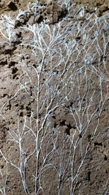 ‘Micelio Fungico’-a