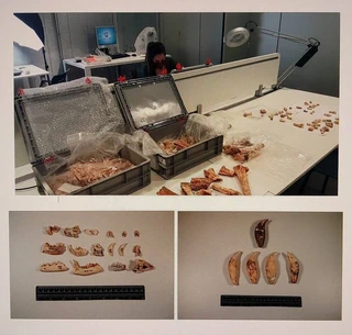 Zestoako Baio koban aurkitutako materialak