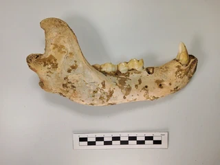 Urtiagako Leizea - Itziar - 1981/2022