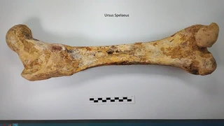 Urtiagako Leizea - Itziar - 1981/2022