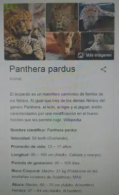 Gordailua
